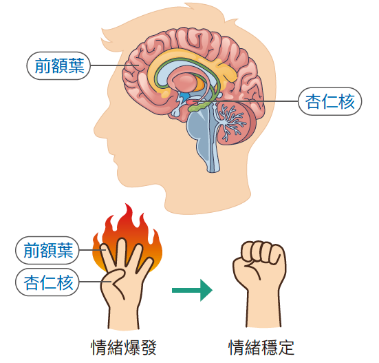 前額葉